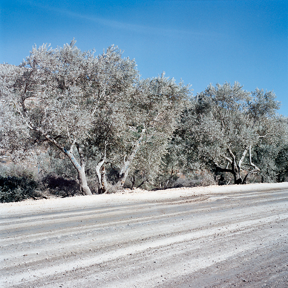 http://www.jakobhoff.com/files/gimgs/20_pal-staubstrassenolivenbauume-neu-web.jpg